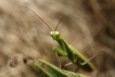 Insectes Mante religieuse (Mantis religiosa)