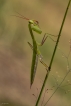 Insectes Mante religieuse (Mantis religiosa)