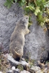 Mammifères Marmotte (Marmota marmota)