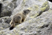 Mammifères Marmotte (Marmota marmota)