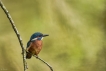 Oiseaux Martin pêcheur d\'Europe (Alcedo atthis)