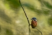 Oiseaux Martin-pêcheur d\'Europe (Alcedo atthis)