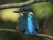 Oiseaux Martin pêcheur d\'Europe (Alcedo atthis)