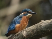 Oiseaux Martin pêcheur d\'Europe (Alcedo atthis)