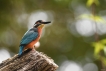 Oiseaux Martin pêcheur d\'Europe (Alcedo atthis)