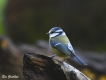 Oiseaux Mésange bleue (Cyanistes caeruleus)