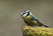 Oiseaux Mésange bleue (Cyanistes caeruleus)