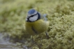 Oiseaux Mésange bleue (Cyanistes caeruleus)