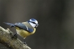 Oiseaux Mésange bleue (Cyanistes caeruleus)