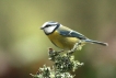 Oiseaux Mésange bleue (Cyanistes caeruleus)