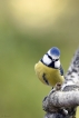 Oiseaux Mésange bleue (Cyanistes caeruleus)