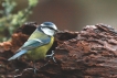 Oiseaux Mésange bleue (Cyanistes caeruleus)