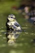 Oiseaux Mésange bleue (Cyanistes caeruleus)