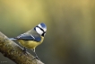 Oiseaux Mésange bleue (Cyanistes caeruleus)