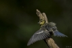 Oiseaux Mésange bleue (Cyanistes caeruleus)