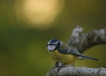 Oiseaux Mésange bleue (Cyanistes caeruleus)