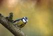 Oiseaux Mésange bleue (Cyanistes caeruleus)