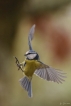 Oiseaux Mésange bleue (Cyanistes caeruleus)