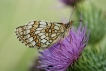 Insectes Mélitée  des scabieuses (Mellicta parthenoides)