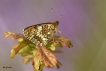 Insectes Mélitée  des scabieuses (Mellicta parthenoides)