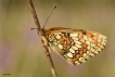 Insectes Mélitée  des scabieuses (Mellicta parthenoides)