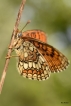 Insectes Mélitée  des scabieuses (Mellicta parthenoides)