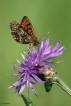 Insectes Mélitée  des scabieuses (Mellicta parthenoides)