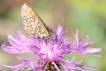 Insectes Melitaea pathenoides