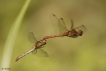 Insectes Sympétrum méridional (Sympetrum meridionale)