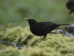 Oiseaux Merle noir (Turdus merula)