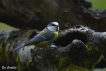 Oiseaux Mésange bleue (Cyanistes caeruleus)