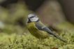 Oiseaux Mésange bleue (Cyanistes caeruleus)