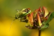 Insectes Mirtidé (Mirtidae sp)