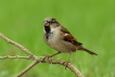 Oiseaux Moineau domestique (Passer domesticus)