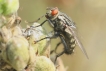 Insectes Mouche charbonneuse (Stomoxys calcitrans)