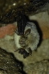 Mammifères Murin à moustaches (Myotis mystacinus)