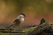  Mésange nonnette (Poecile palustris)