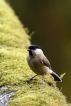 Oiseaux Mésange nonnette (Poecile palustris)