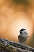 Oiseaux Mésange nonnette (Poecile palustris)