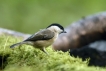 Oiseaux Mésange nonnette (Poecile palustris)