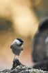 Oiseaux Mésange nonnette (Poecile palustris)