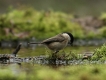 Oiseaux Mésange nonnette (Poecile palustris)