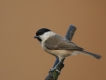 Oiseaux Mésange nonnette (Poecile palustris)