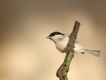 Oiseaux Mésange nonnette (Poecile palustris)