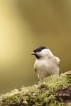 Oiseaux Mésange nonnette (Poecile palustris)