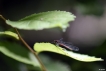 Insectes Petite Nymphe au corps de feu (Pyrrhosoma nymphula)