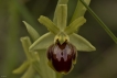 Flore ophrys araignée (Ophrys aranifera)