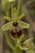 Flore ophrys araignée (Ophrys aranifera)