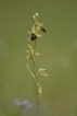 Flore ophrys araignée (Ophrys aranifera)