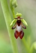 Flore Ophrys mouche (Ophrys insectifera)